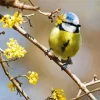 Bird Blue Tit Diamond Painting