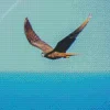 Bird Flying Over Ocean Diamond Painting