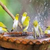 Birds Bath Diamond Painting