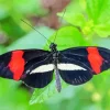 Black And Red Butterfly Diamond Painting