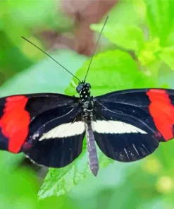 Black And Red Butterfly Diamond Painting