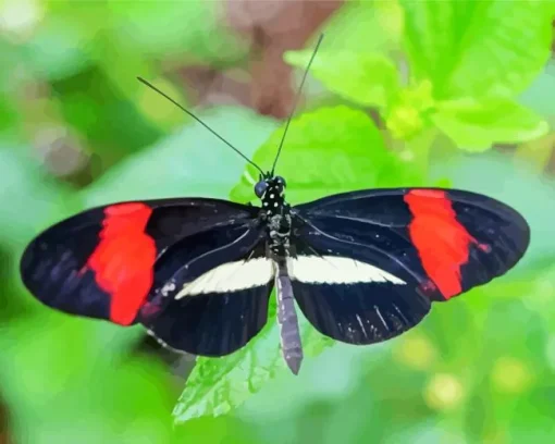 Black And Red Butterfly Diamond Painting