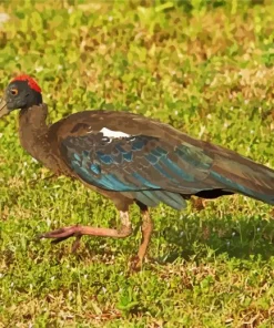 Black And Red Ibis Diamond Painting