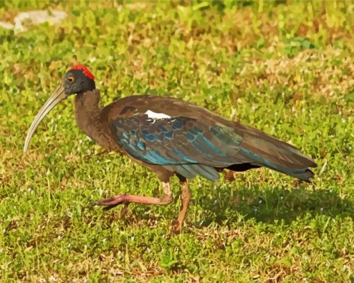 Black And Red Ibis Diamond Painting