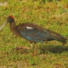 Black And Red Ibis Diamond Painting