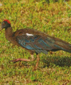 Black And Red Ibis Diamond Painting