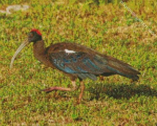 Black And Red Ibis Diamond Painting