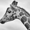 Black And White Giraffe Diamond Painting