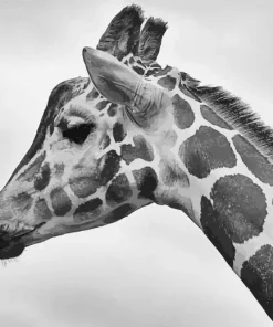 Black And White Giraffe Diamond Painting