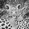 Black And White Leopard Diamond Painting