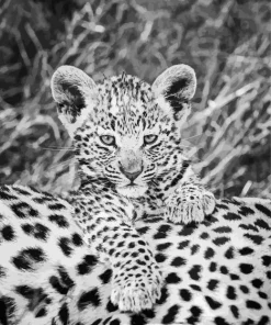 Black And White Leopard Diamond Painting