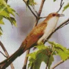 Black Billed Cuckoo Diamond Painting