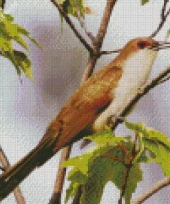 Black Billed Cuckoo Diamond Painting