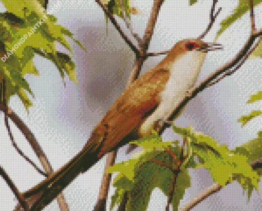 Black Billed Cuckoo Diamond Painting