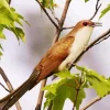 Black Billed Cuckoo Diamond Painting