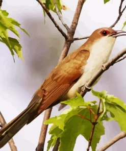 Black Billed Cuckoo Diamond Painting