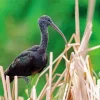 Black Ibis Bird Diamond Painting