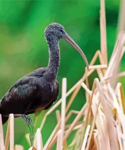 Black Ibis Bird Diamond Painting