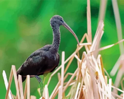 Black Ibis Bird Diamond Painting