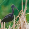 Black Ibis Bird Diamond Painting