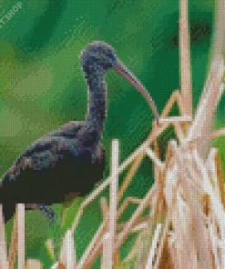 Black Ibis Bird Diamond Painting