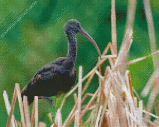 Black Ibis Bird Diamond Painting