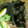 Black Jaguar Diamond Painting