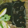 Black Jaguar Diamond Painting