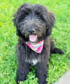 Black Mini Labradoodle Diamond Painting