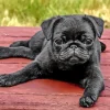 Black Pug Puppy Dog Diamond Painting