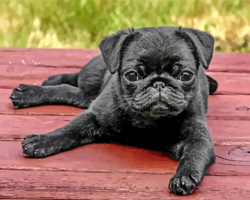 Black Pug Puppy Dog Diamond Painting