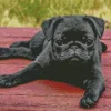 Black Pug Puppy Dog Diamond Painting