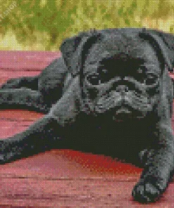 Black Pug Puppy Dog Diamond Painting