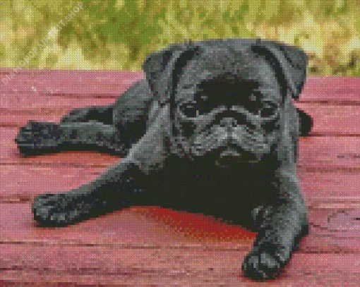 Black Pug Puppy Dog Diamond Painting