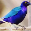 Blue And Purple Bird Diamond Painting