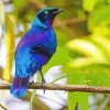 Blue And Purple Bird On Stick Diamond Painting