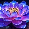 Blue And Purple Lotus Flower Diamond Painting