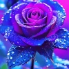 Blue And Purple Rose Diamond Painting