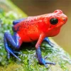 Blue And Red Frog Diamond Painting