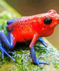 Blue And Red Frog Diamond Painting