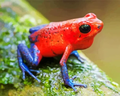 Blue And Red Frog Diamond Painting