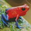 Blue And Red Frog Diamond Painting