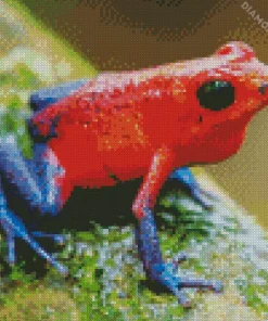 Blue And Red Frog Diamond Painting