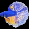 Blue Betta Diamond Painting