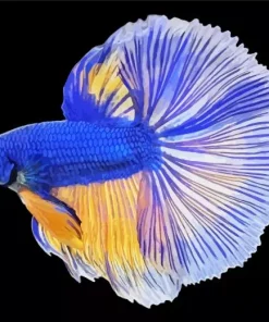 Blue Betta Diamond Painting