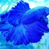 Blue Betta Fish Diamond Painting