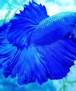 Blue Betta Fish Diamond Painting