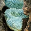 Blue Bush Snake Diamond Painting