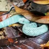 Blue Bush Viper Diamond Painting