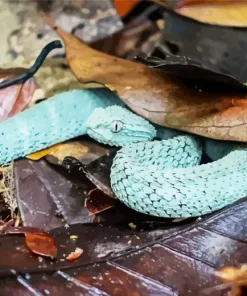 Blue Bush Viper Diamond Painting